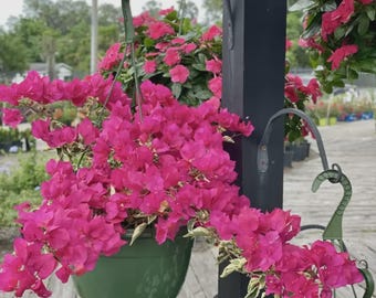 Raspberry Ice Bougainvillea Plant 1 Gallon Size