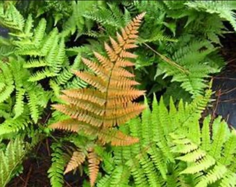 Autumn Fern Dryopteris erythrosora Plant One Gallon Size