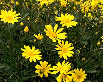 Yellow Bush Daisy Plant Euryops Sonnenschein