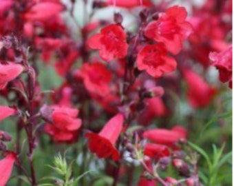 Firebird Border Penstemon Beardtongue Plant One Gallon