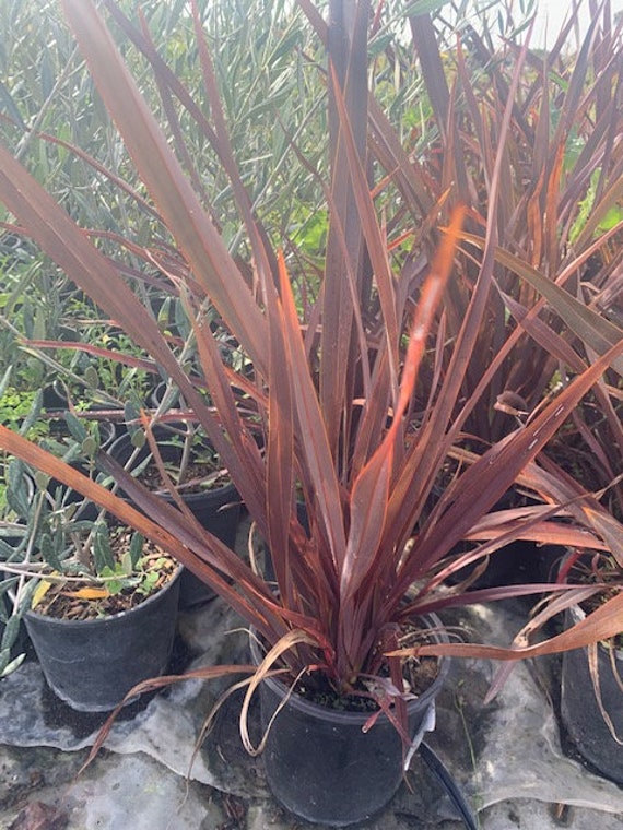 New Zealand Flax Phormium Bronze Purple Landscape Plant Etsy