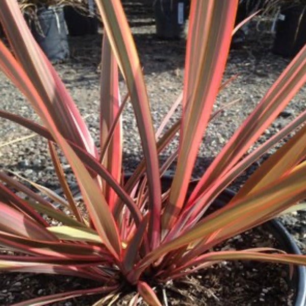 Phormium Tenax Rainbow Warrior New Zealand Flax One Gallon Phormium