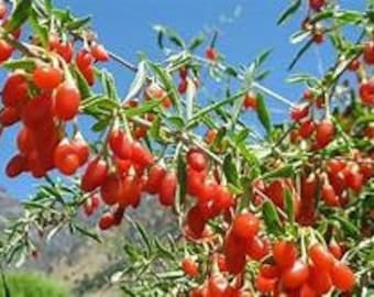 10 Goji Berry Cuttings