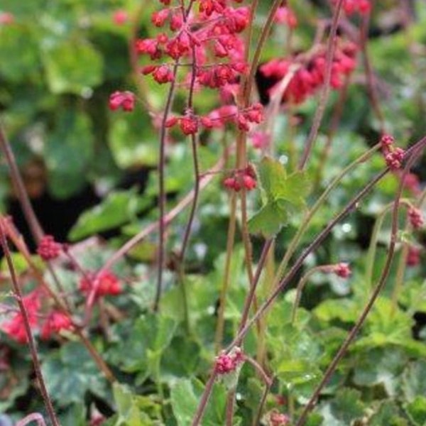 Coral Bells Heuchera Sanguinea Firefly Plant 1 Gallon Size