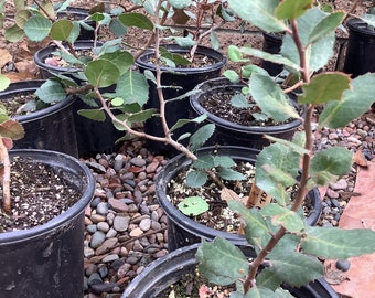 Lemonade Berry Rhus integrifolia Plant