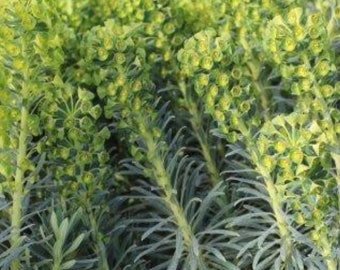 Wulf Spurge EUPHORBIA Plant One Gallon