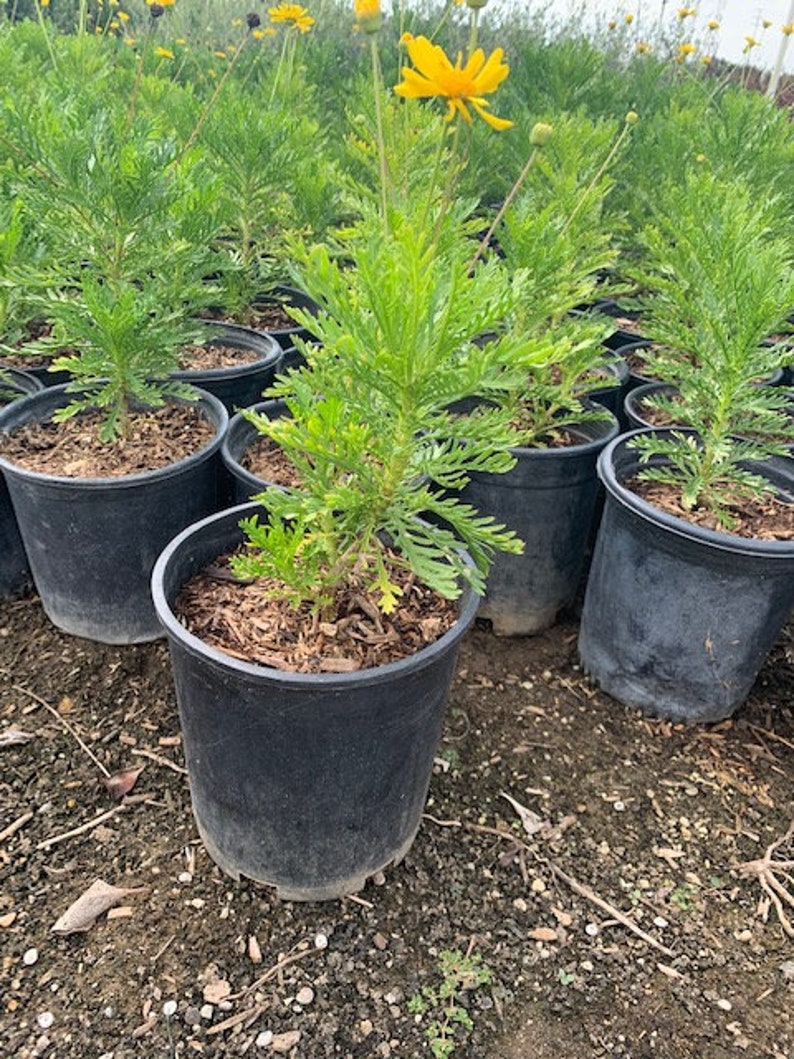 Yellow Bush Daisy Plant Euryops Sonnenschein Etsy