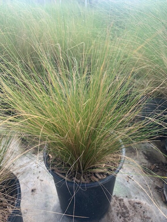 Mexican Feather Grass Plant One Gallon Size Etsy