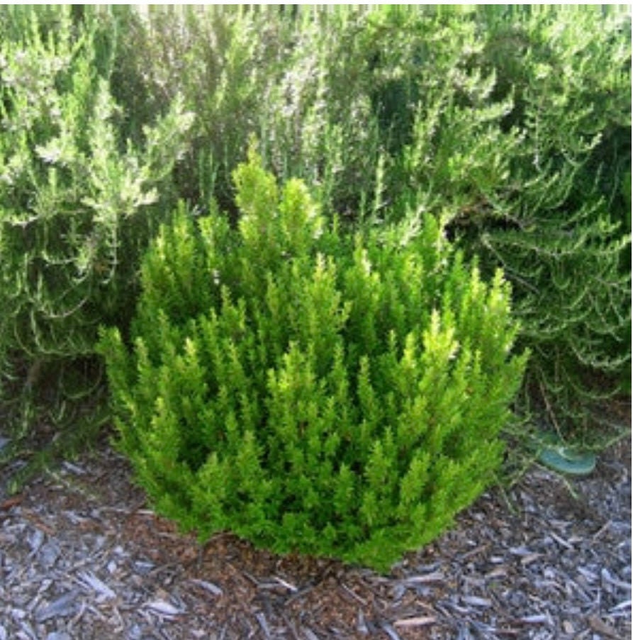 Myrtus Communis Compacta Dwarf Myrtle Plant One Gallon Size