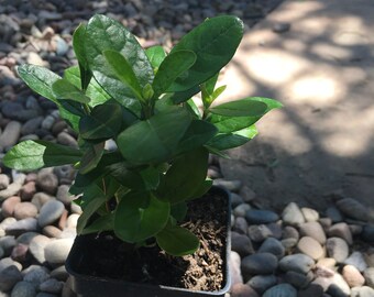 1 Pineapple Guava Plant Acca sellowiana