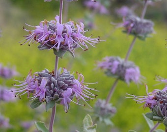 Purple Sage Salvia leucophyllla 'Point Sal' Plant