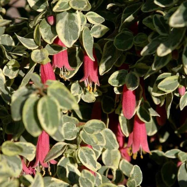 Correa Wyns Wonder Variegated Australian Fuchsia