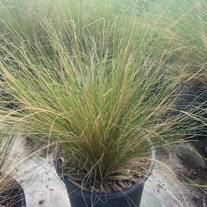 Mexican Feather Grass Plant One Gallon Size