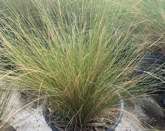 Mexican Feather Grass Plant One Gallon Size