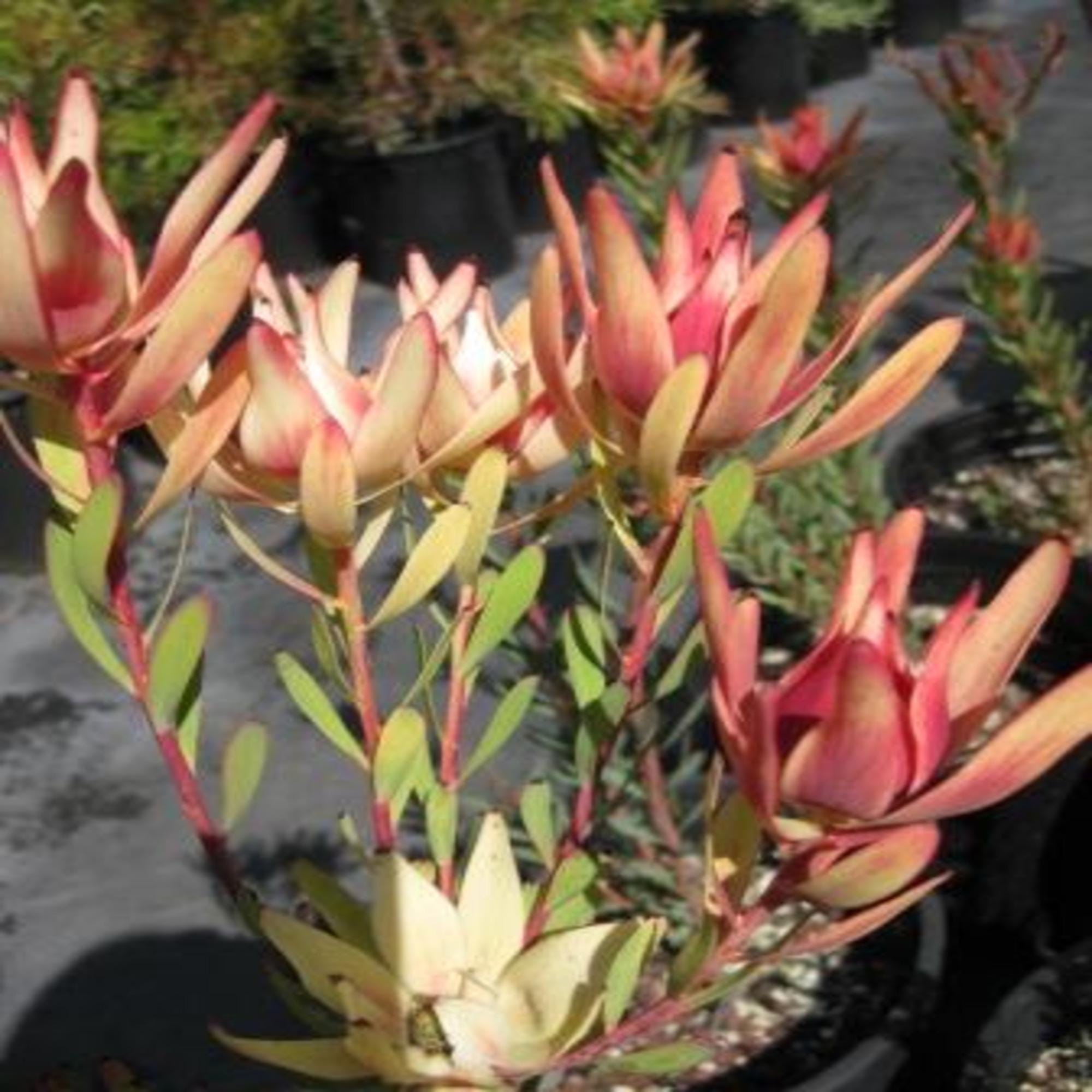 Leucadendron Salignum Golden Tip Conebush Plant One Gallon