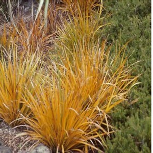 Libertia Peregrinans New Zealand Iris One Gallon Size