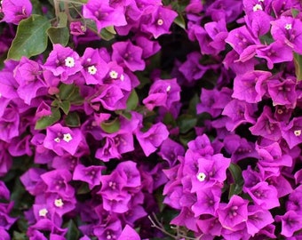 Royal Purple Bougainvillea Plant One Gallon Size