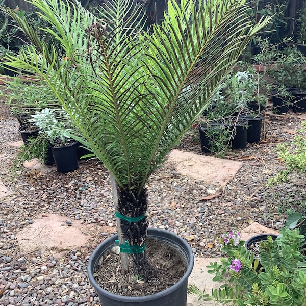 Silver Lady Fern Blechnum gibbum Plant 1  Gallon Container Size