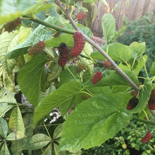 Pakistani Mulberry Cuttings Etsy