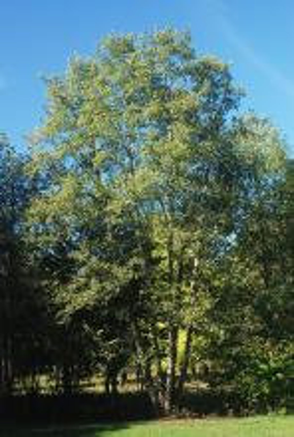 White Alder Tree Alnus rhombifolia Etsy