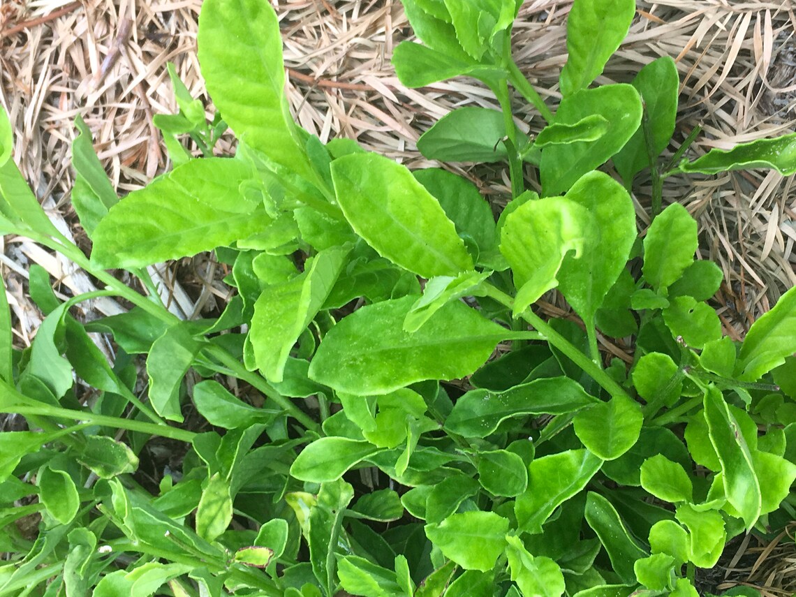 Perennial Spinach Sale 1 Longevity Spinach Gynura Etsy