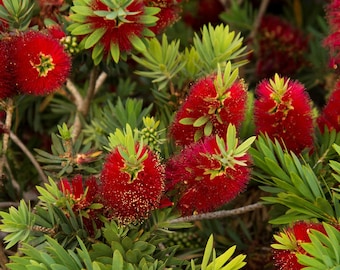 Little John Dwarf Bottlebrush Callistemon Plant
