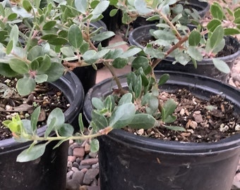 Big Sur'-Manzanita Arctostaphylos edmundsii 'Plant