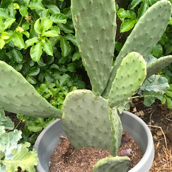 Thornless Prickly Pear Etsy