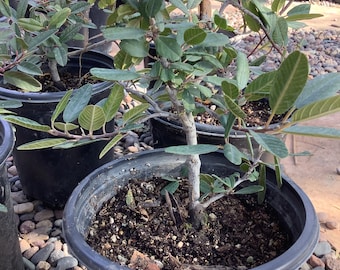 Coffeeberry Plant- Rhamnus californica