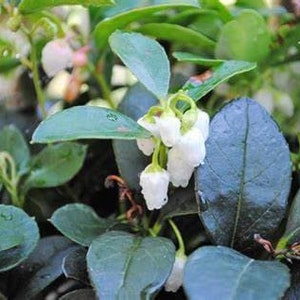 25 Wintergreen  Teaberry Plants (Gaultheria procumbens)