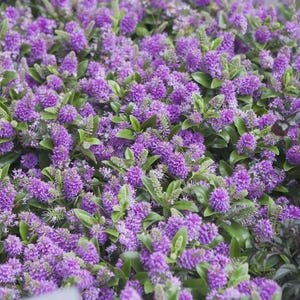 Hebe Franciscans Blue Gem Shrubby Veronica Plant 5 Gallon
