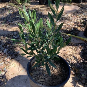 Fruitless Olive Tree One Gallon Size