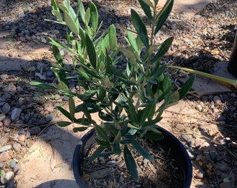 Fruitless Olive Tree One Gallon Size