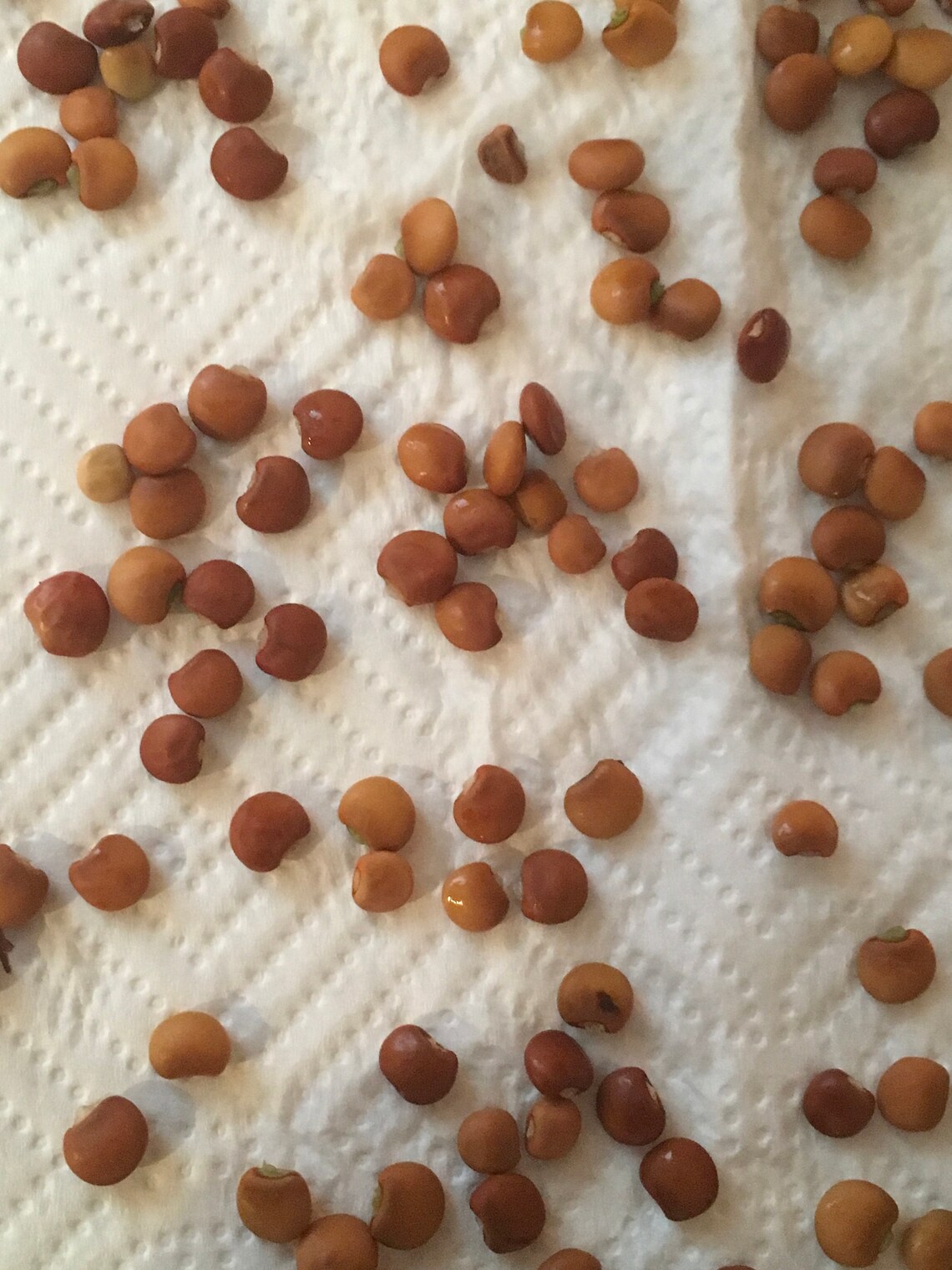 40 Heirloom Pigeon Pea Seeds 40 cajanus Cajun Perrennial Etsy