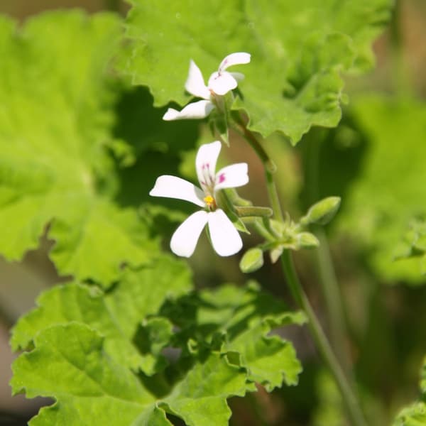 Peppermint Geranium Pelargonium tomentosum Plant