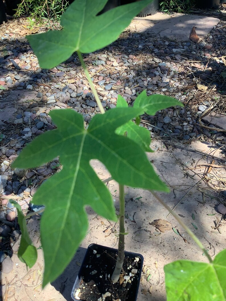 Papaya Hawaiian Solo Sunrise Tree Etsy