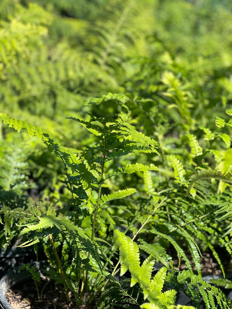 Australian Tree Fern Alsophila Australis Large 5 Gallon Size Etsy