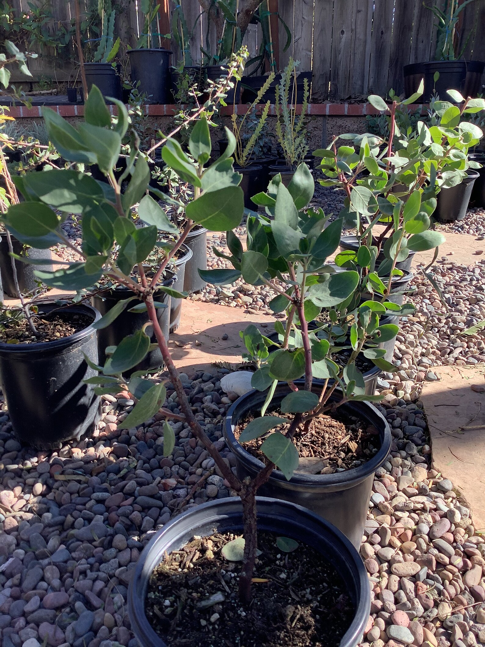 Arctostaphylos manzanita Dr. Hurd Manzanita Tree Etsy