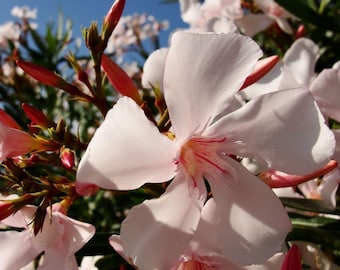 Dwarf Pink Ice Oleander