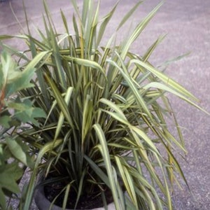 Phormium Tenax Apricot Queen New Zealand Flax One Gallon Size