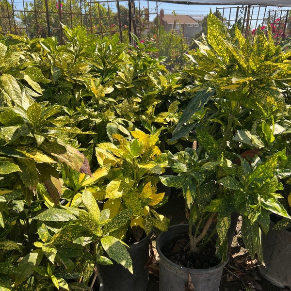 Aucuba japonica Gold Dust Verigated Japanese Laurel Plant 1 Gallon Size