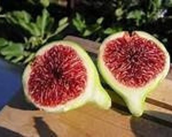 5 Strawberry Verte Fig Cuttings