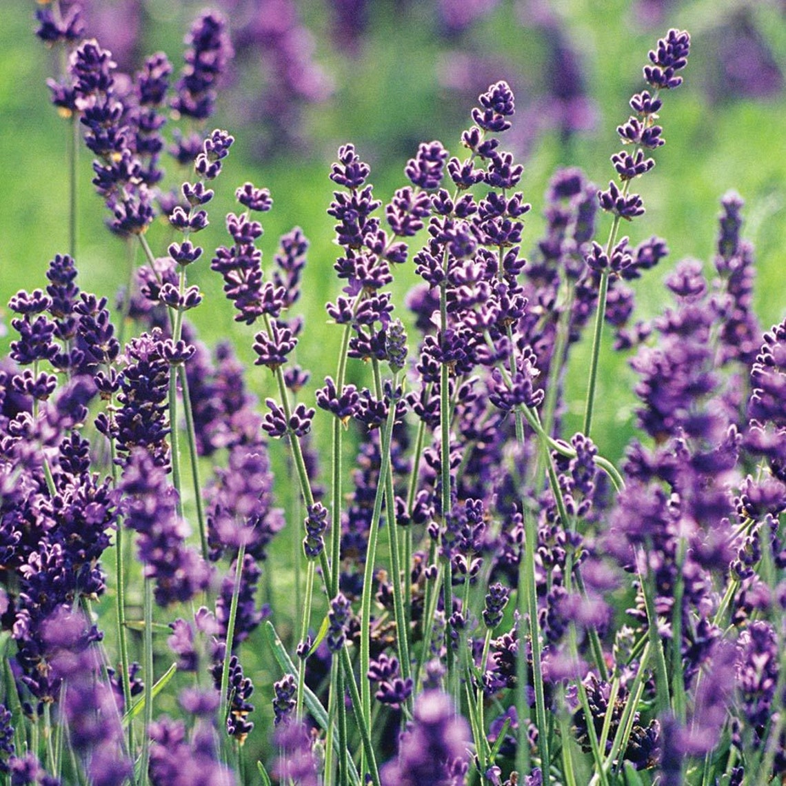 Común Inglés Lavanda Lavandula angustifolia Planta Etsy