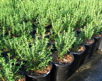Wall Germander Teucrium chamaedrys Plant One Gallon Size
