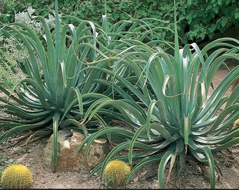 Agave Vilmoriniana Octopus Agave One Gallon Size