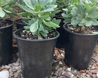 Rock Purslane Calandrinia spectabilis (Cistanthe grandiflora) Plant