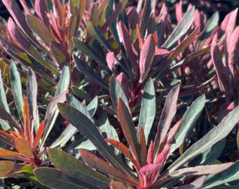 Ruby Glow Spurge Euphorbia amygdaloides 'Waleuphglo' Plant One Gallon Size