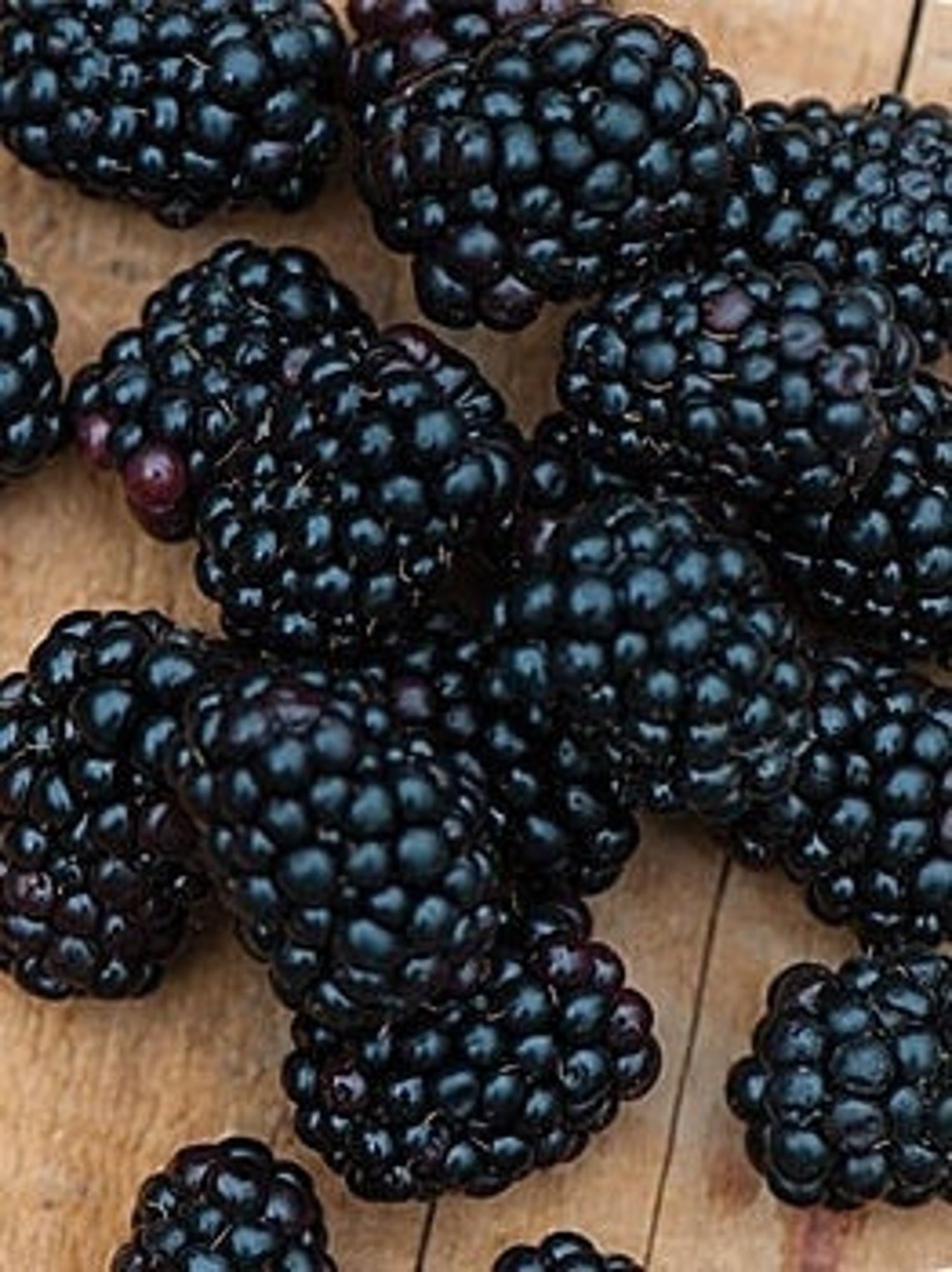 4 Apache Blackberry Plants Etsy