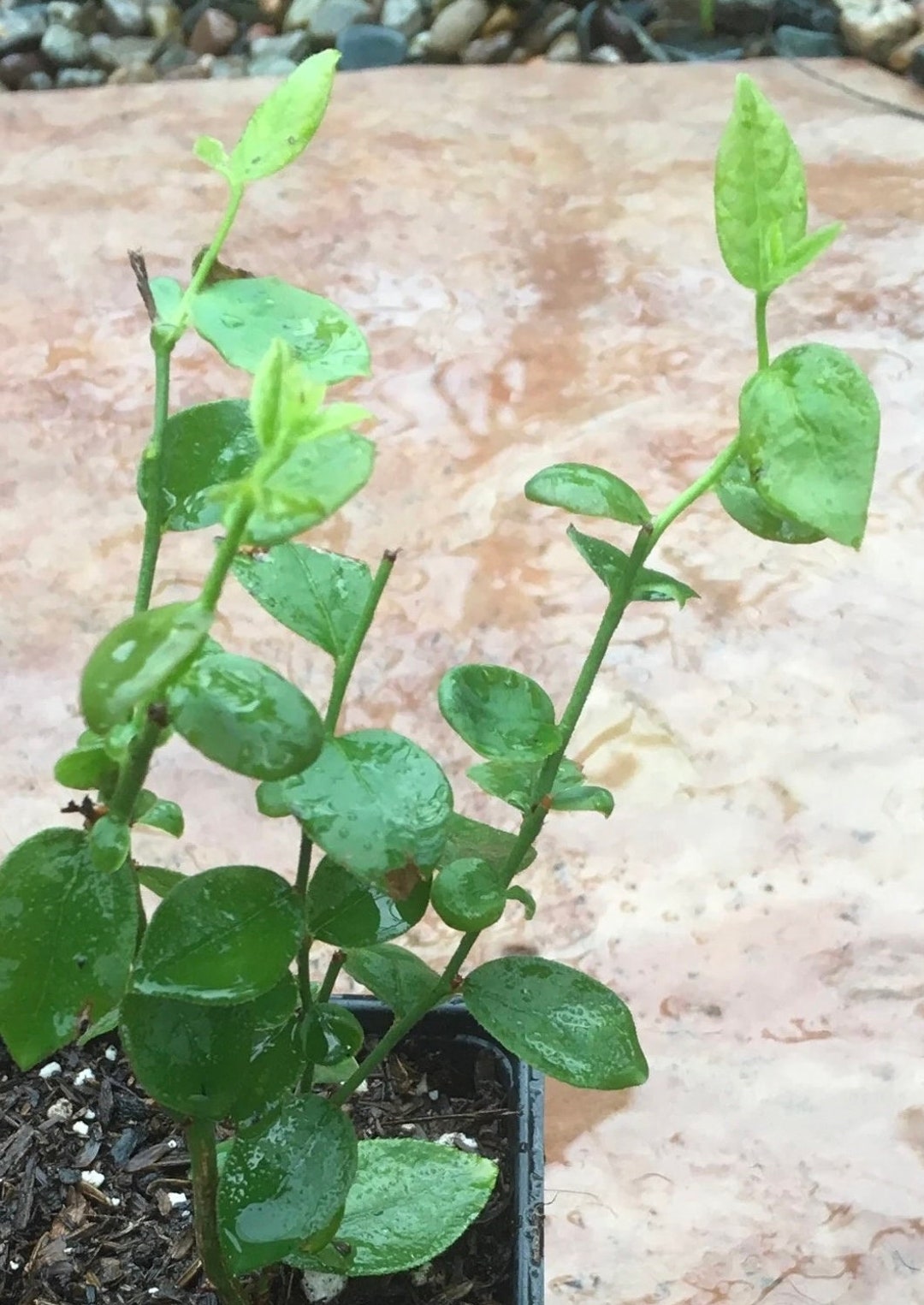 2 Top Hat Blueberry Plants Etsy