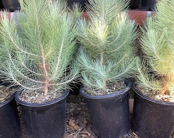 One Canary Island Pine Tree Pinus canariensis One Gallon Size